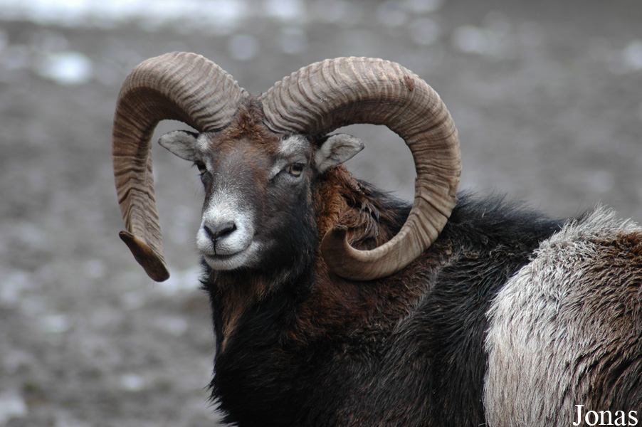 Mouflon méditerranéen