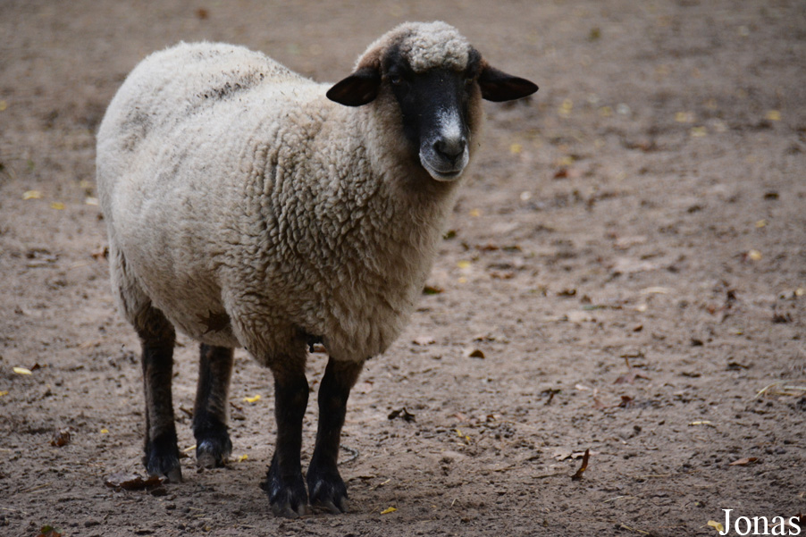Mouton Cigája