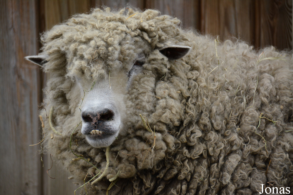 Mouton English Leicester