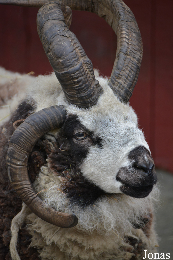 Mouton de Jacob