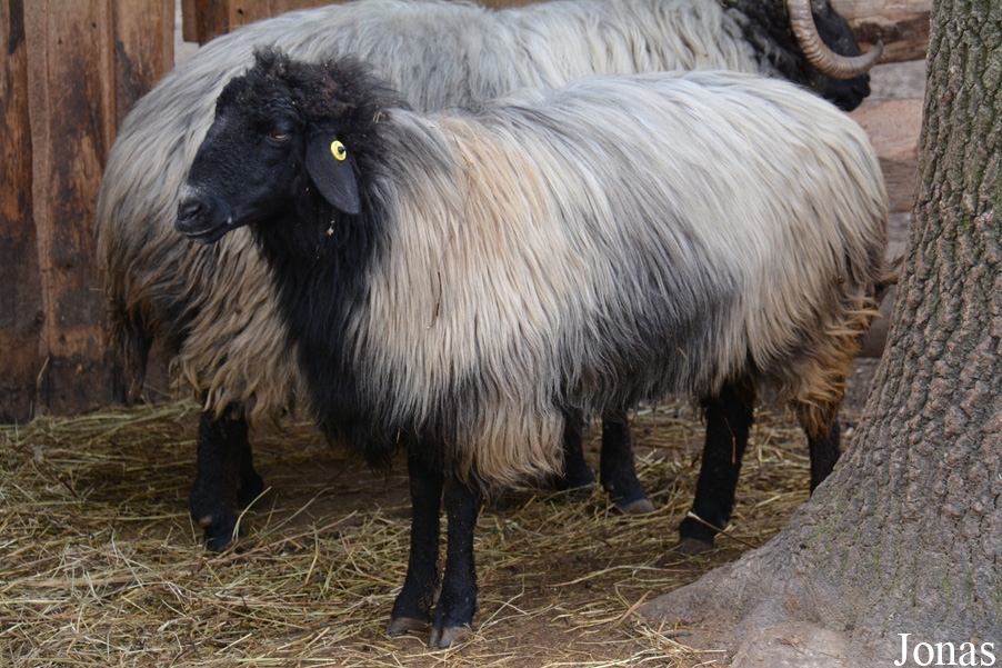 Mouton Karakul