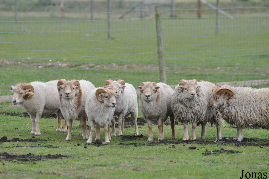 Mouton d'Ouessant