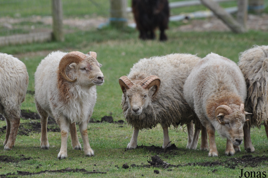 Mouton d'Ouessant