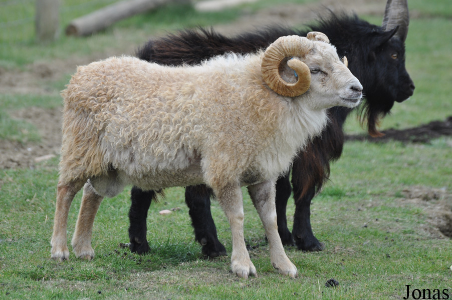 Mouton d'Ouessant