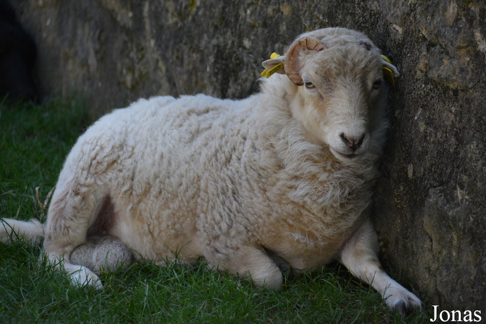 Mouton d'Ouessant