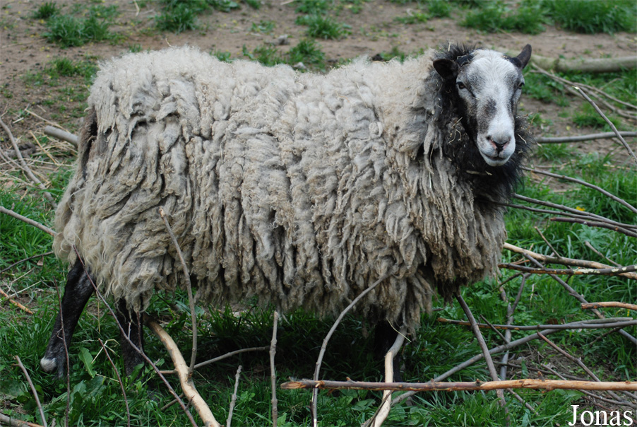 Mouton Romanov