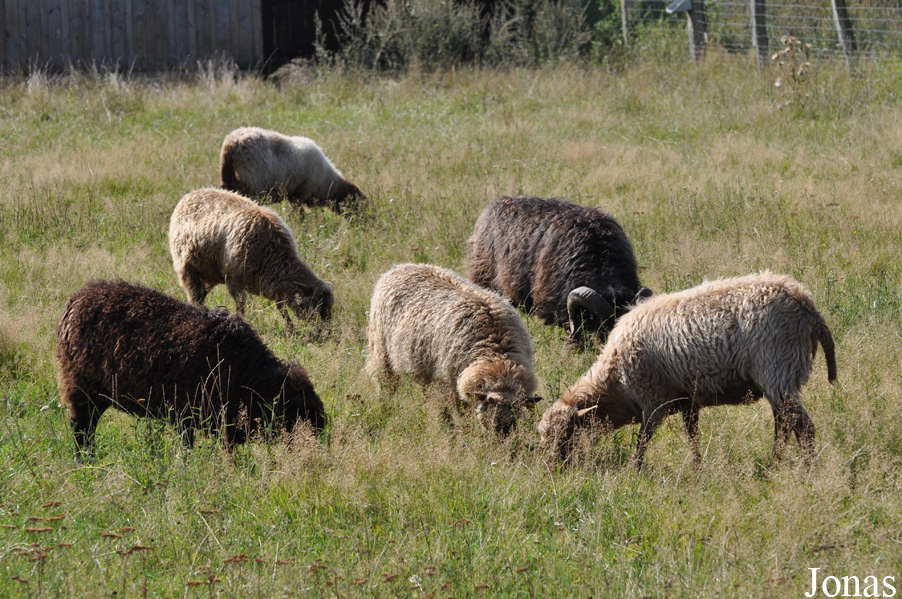 Mouton Skudde