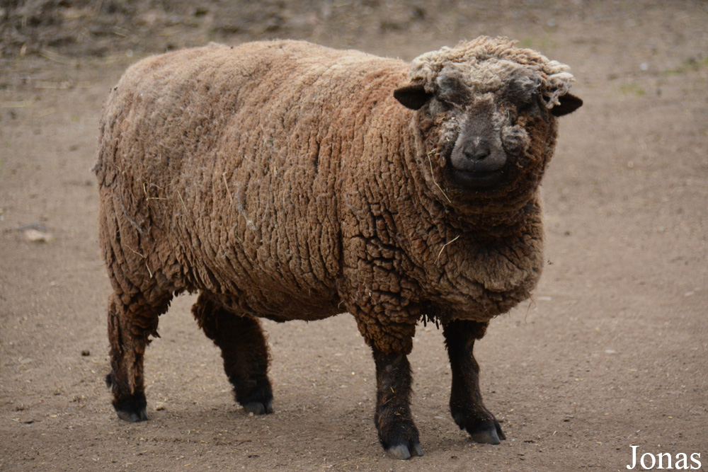 Mouton Southdown Sheep