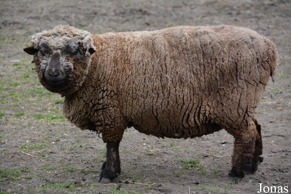 Mouton Southdown Sheep