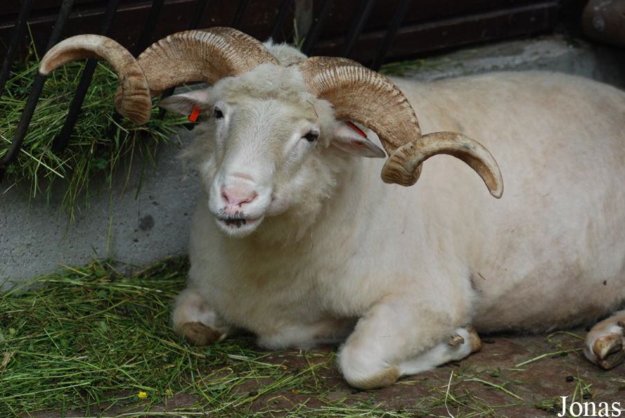 Mouton de Valachie