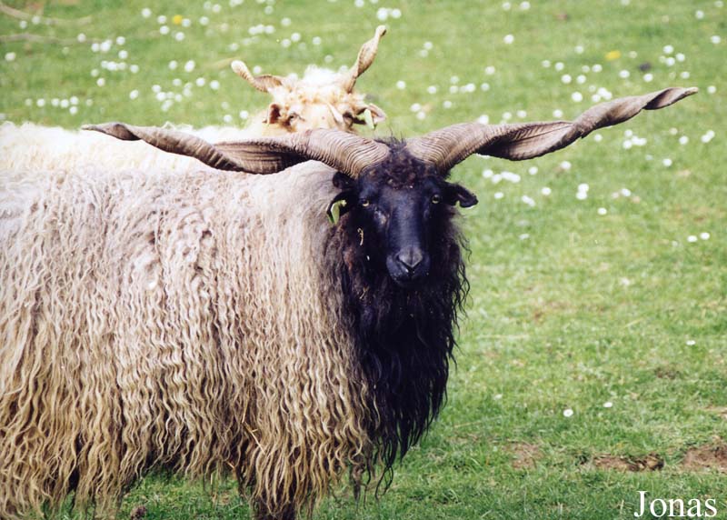 Mouton de Valachie
