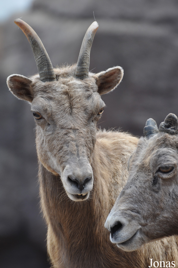 Ovis canadensis nelsoni