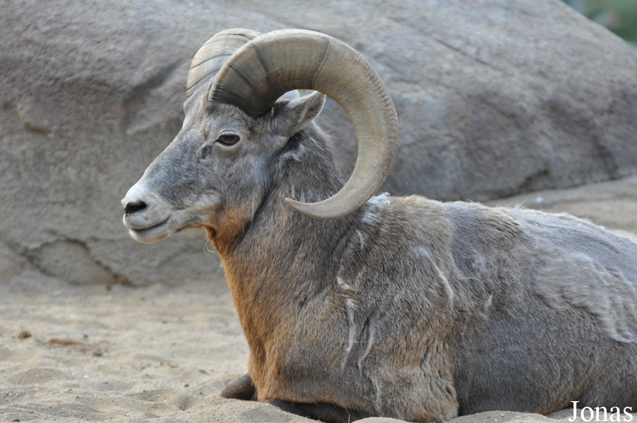 Ovis canadensis nelsoni