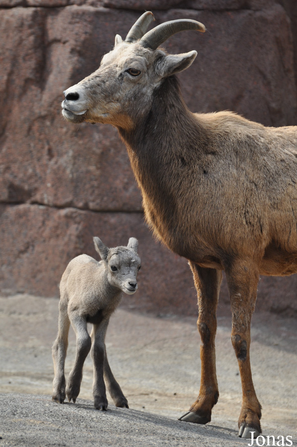 Ovis canadensis nelsoni