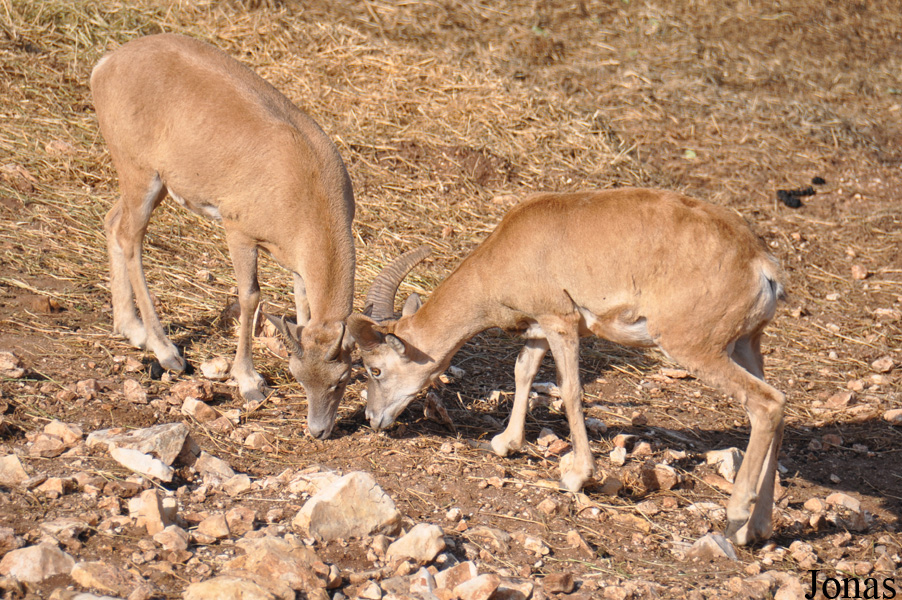 Ovis urmiana