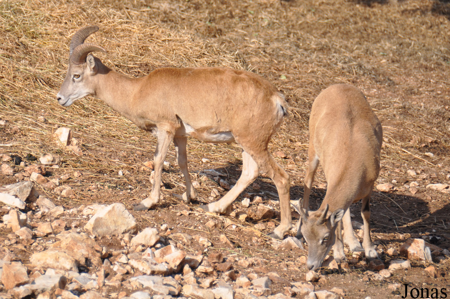 Ovis urmiana