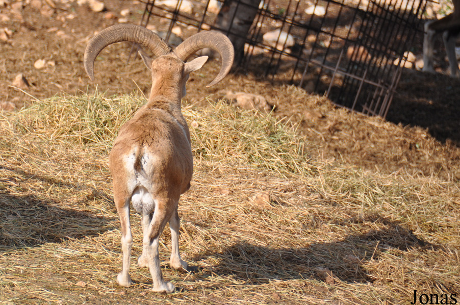 Ovis urmiana