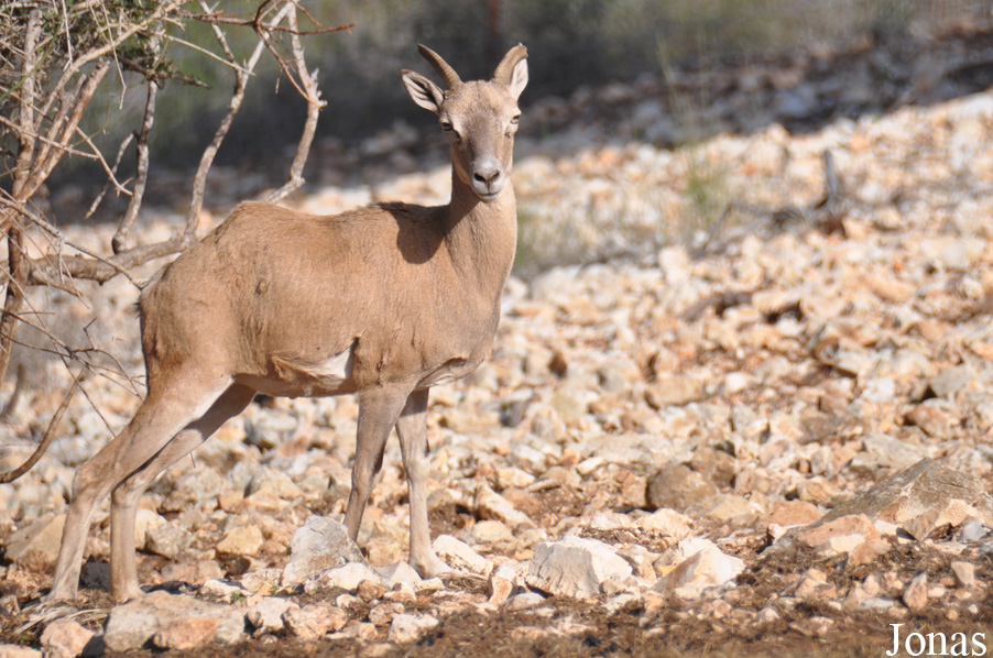 Ovis urmiana