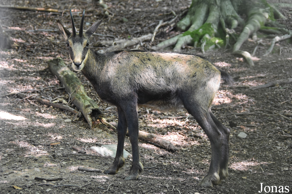 Rupicapra rupicapra rupicapra