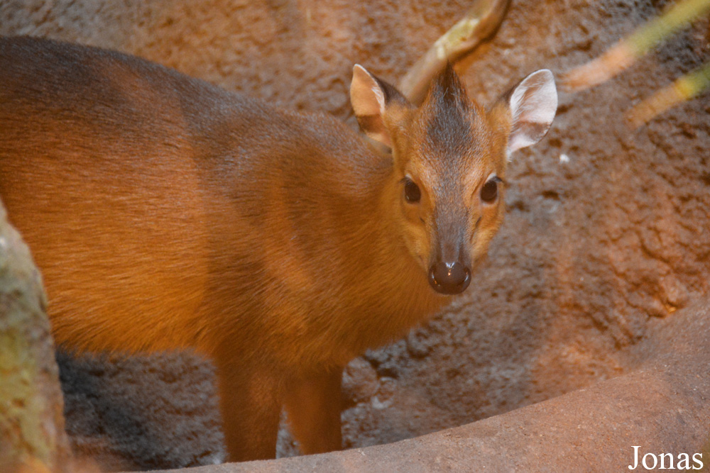 Cephalophus rufilatus