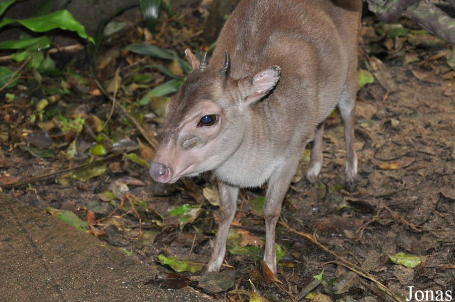 Philantomba monticola