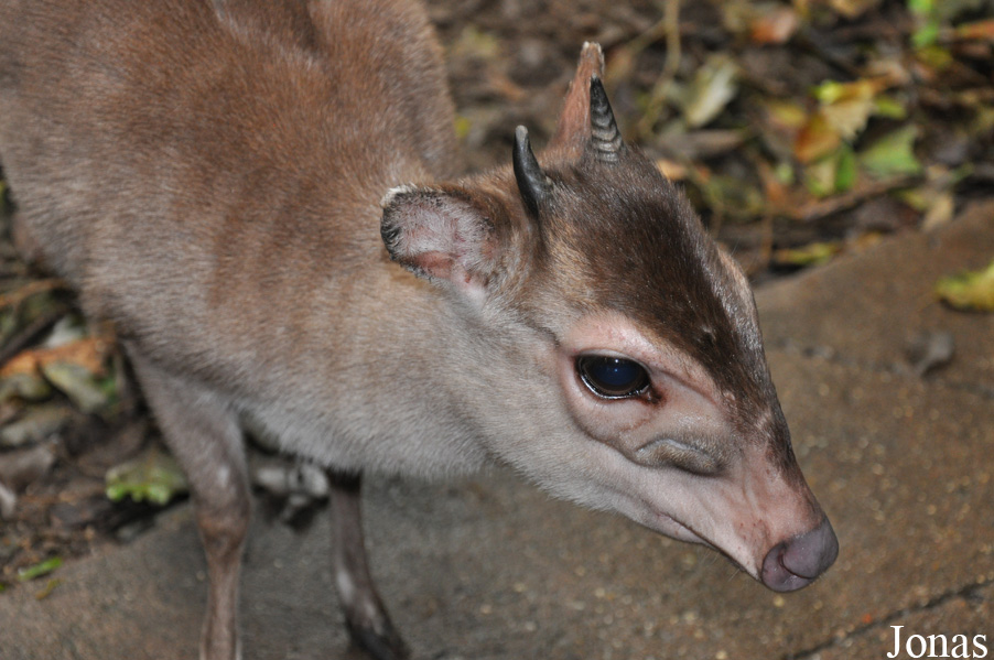 Philantomba monticola