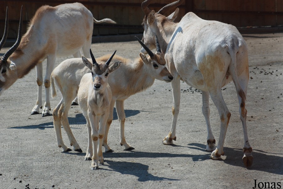 Addax nasomaculatus