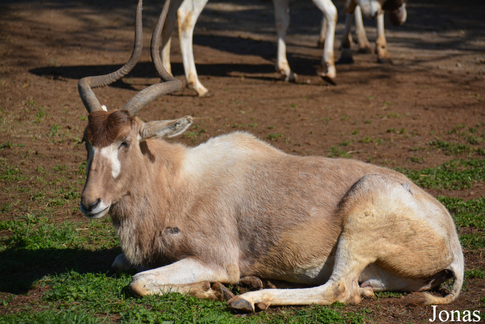 Addax nasomaculatus
