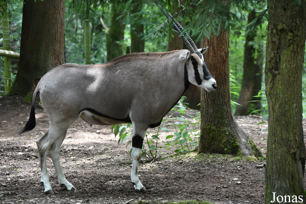 Oryx beisa beisa