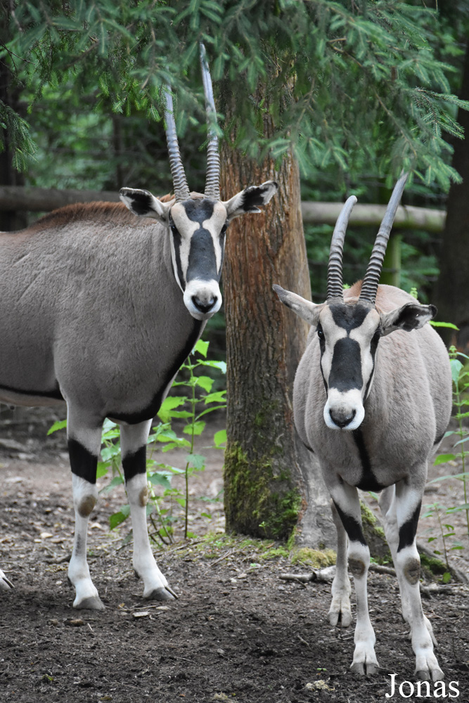 Oryx beisa beisa