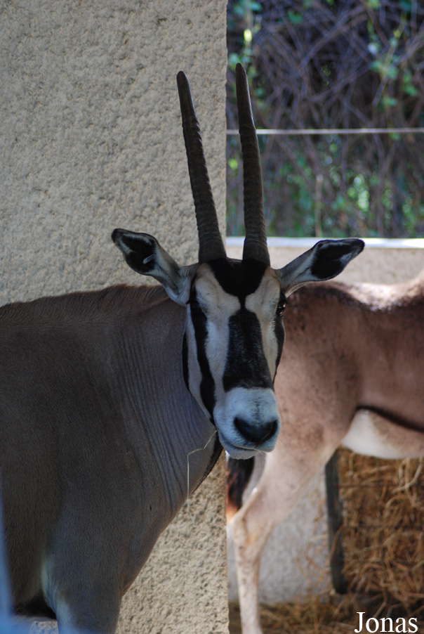 Oryx beisa beisa