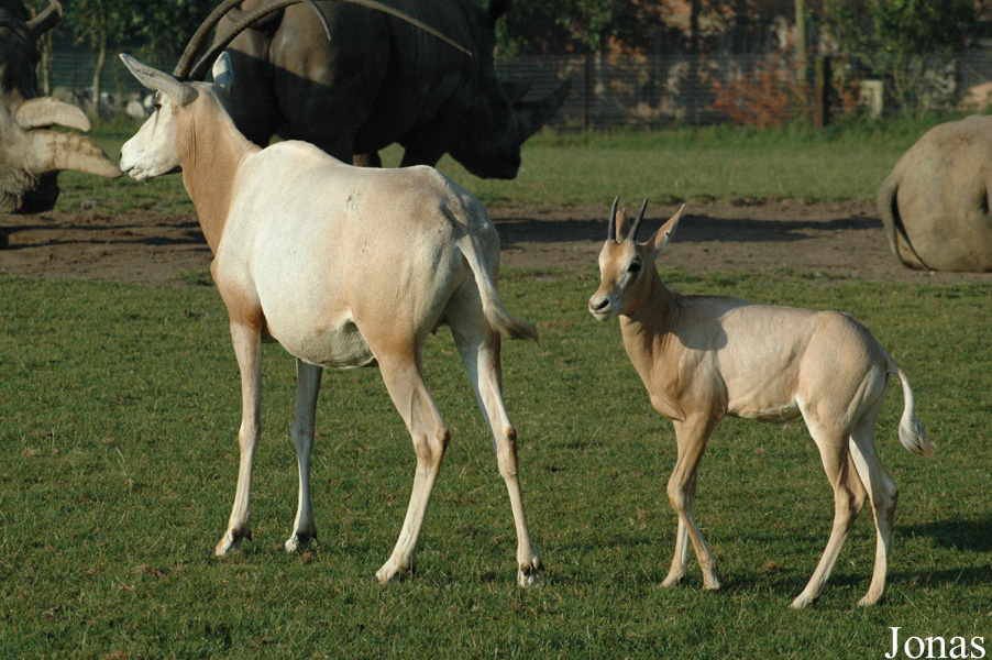 Oryx dammah