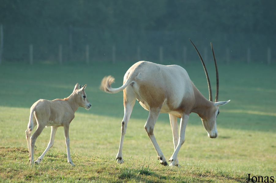 Oryx dammah