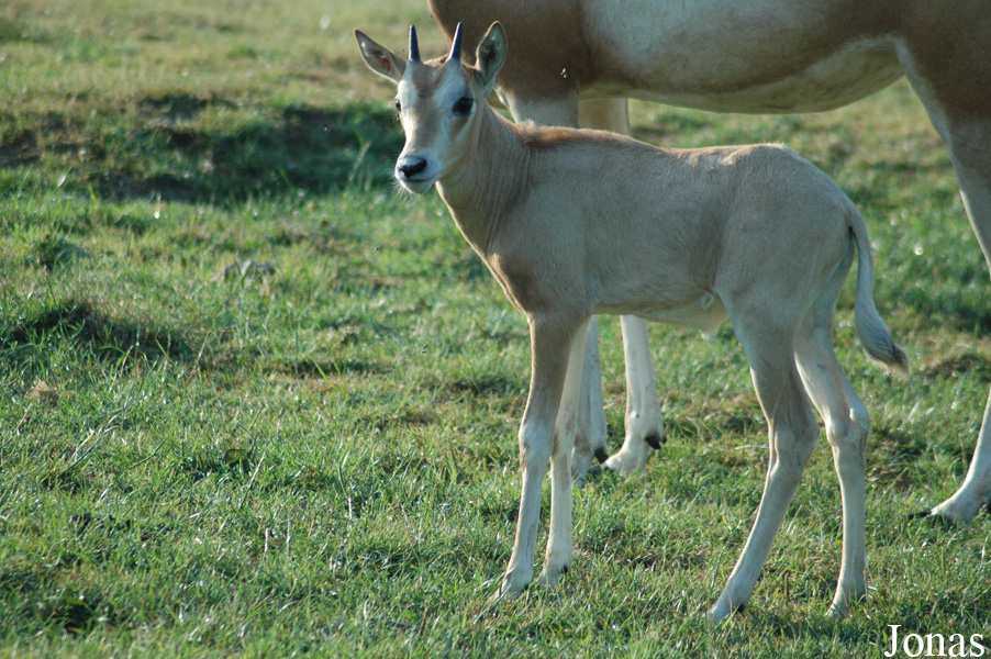 Oryx dammah