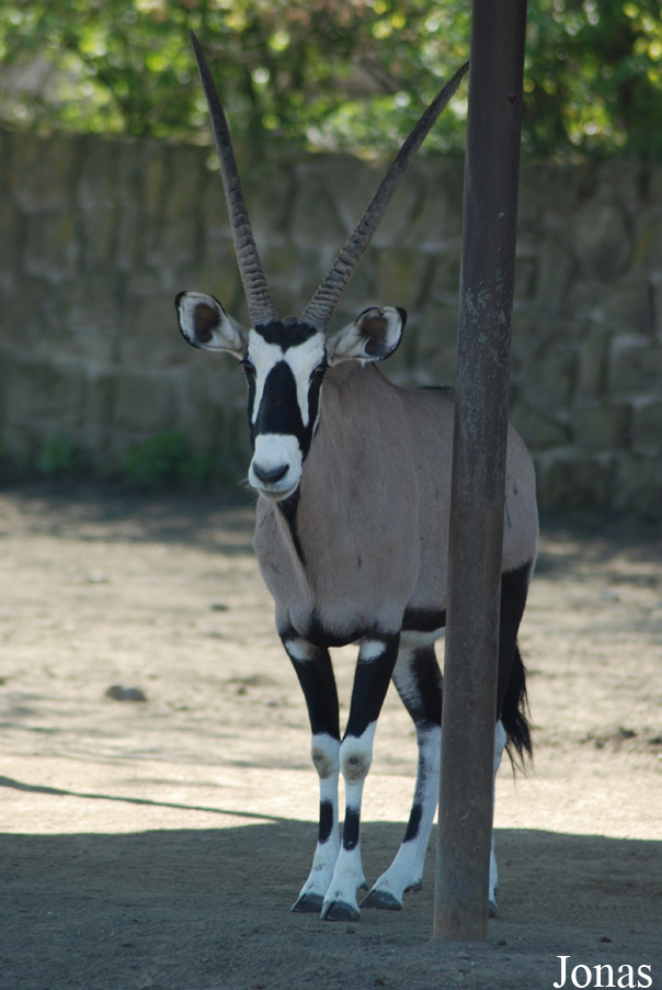 Oryx gazella