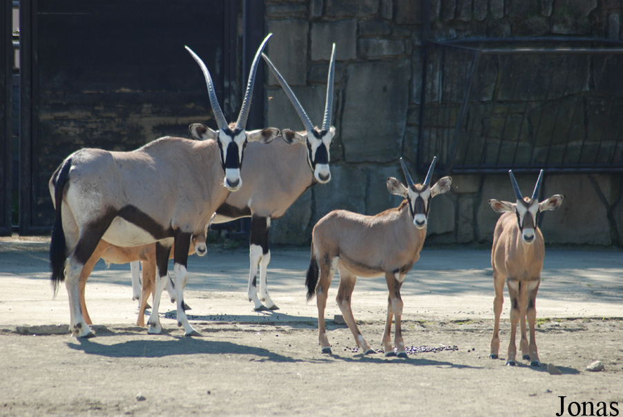 Oryx gazella