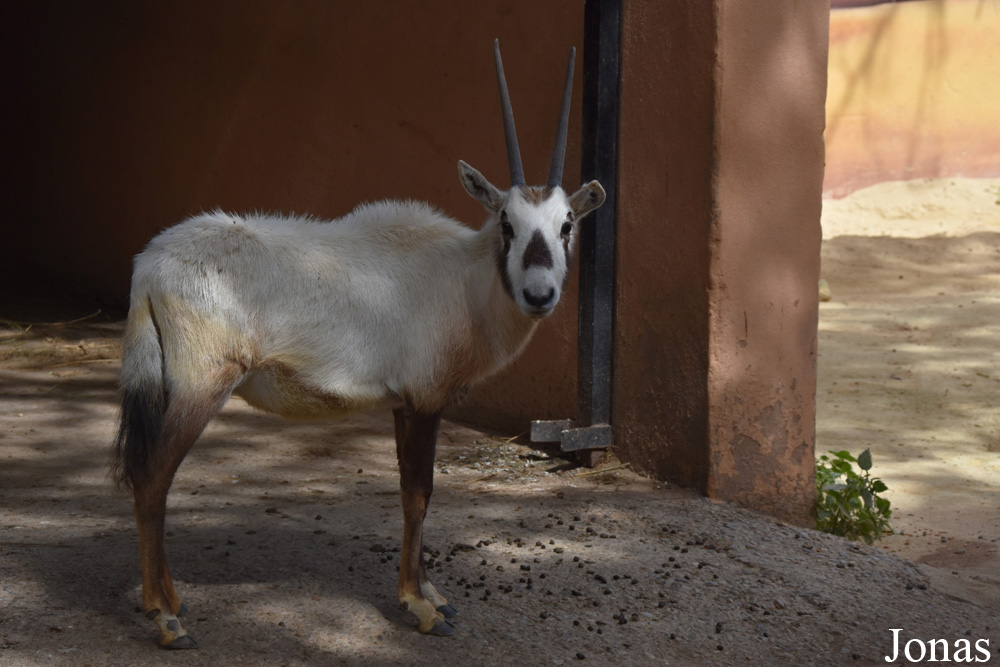 Oryx leucoryx