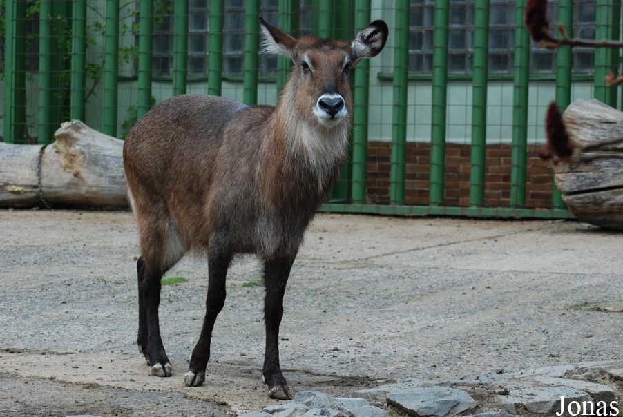 Kobus ellipsiprymnus defassa