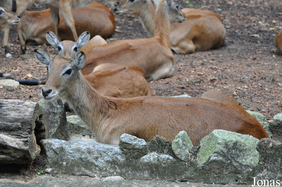 Kobus leche kafuensis