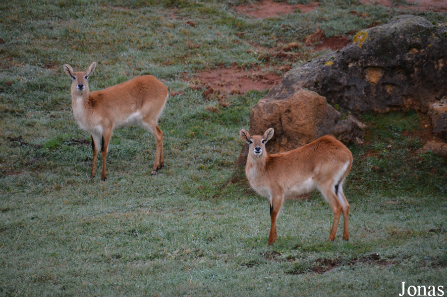 Kobus leche kafuensis