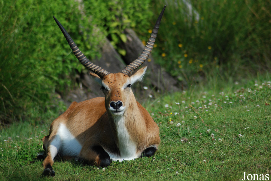 Kobus leche kafuensis