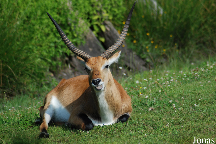 Kobus leche kafuensis
