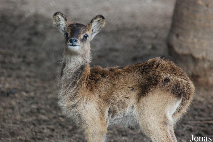 Kobus megaceros