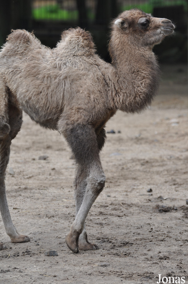 Camelus bactrianus