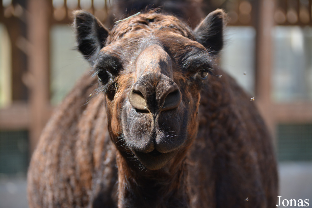 Camelus dromedarius