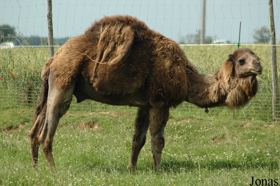 Camelus dromedarius