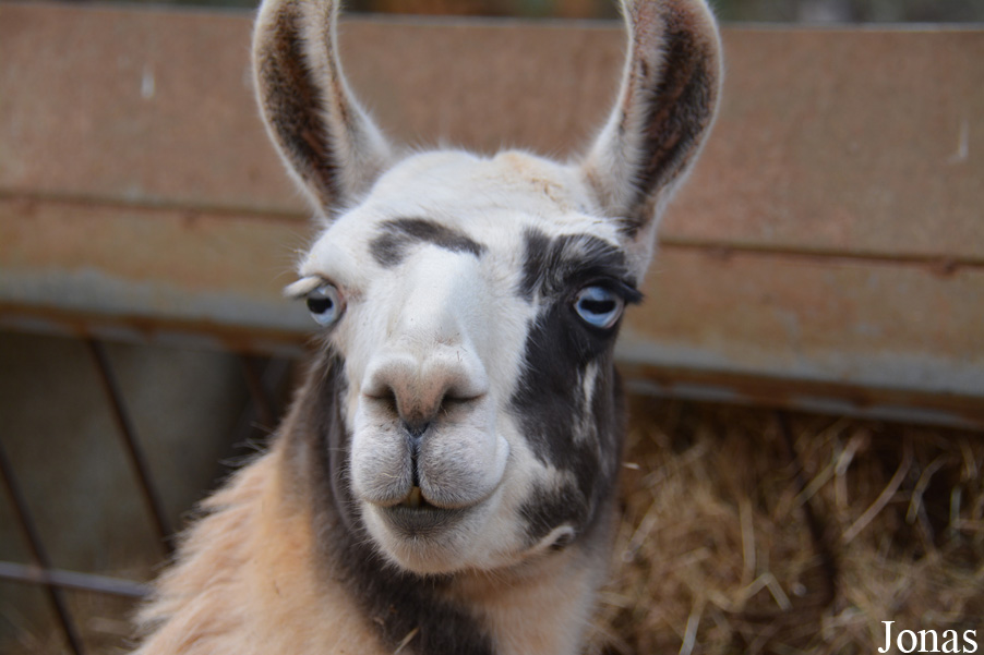 Lama glama