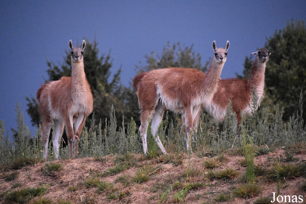 Lama guanicoe