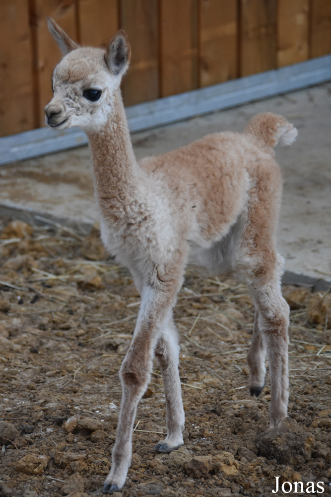 Lama pacos