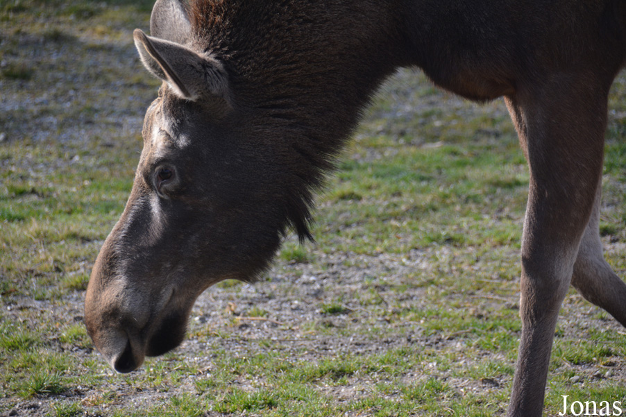 Alces alces